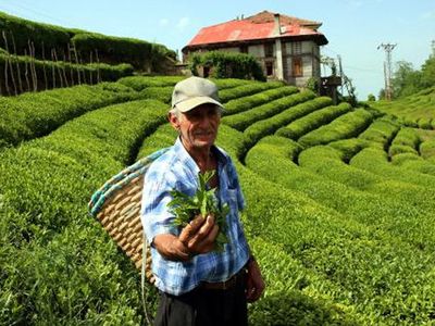 Rize Valisi Kemal Çeber: Çay Tarımı İçin Gelenler 10 Gün Karantinada Kalacak