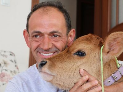 Rize'de bir binanın 5. katındaki evinde buzağı besliyor! 'Ben böyle bir sevgi görmedim!'