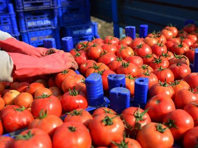 Rusya Türkiye'den Domates İthalatı Kotasını Yükseltti