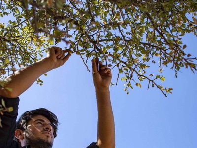 Rüyada alıç görmek ne demektir? Alıç rüyasının tabiri ve anlamı