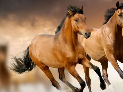Rüyada at görmek ne anlama gelir? Rüyada at hayırlı mı? Rüyada at gören  kişi ne yapmalı? Psikolojik yorumu nedir nelere dikkat etmesi gerekir?