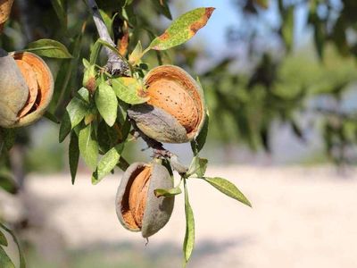 Rüyada badem ağacı görmek nedir, neye yorumlanır? Badem ağacı rüyasının anlamı ve tabiri