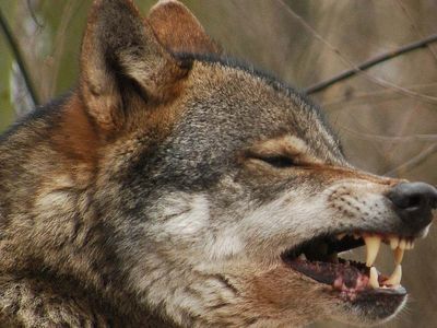 Rüyada bozkurt görmek ne anlama gelir? Rüyada bozkurt görmenin anlamı
