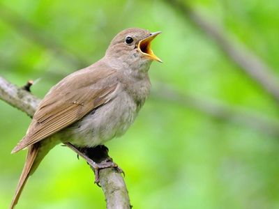 Rüyada bülbül görmek anlamı nedir, neye yorumlanır? Bülbül görme rüyasının tabiri ve anlamı