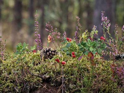 Rüyada çalı görmek ne demektir? Rüyada çalı görmenin tabiri ve anlamı