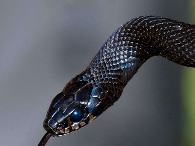 Rüyada çıyan görmek ne anlama gelir? Rüyada çıyan görmenin anlamı