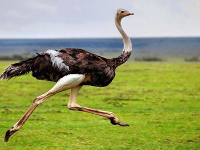 Rüyada devekuşu görmek ne anlama gelir? Rüyada devekuşu görmenin anlamları