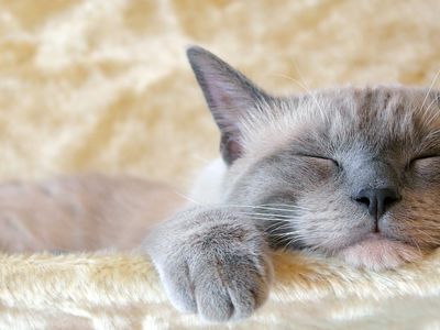 Rüyada Kedi Görmek Ne Demek?