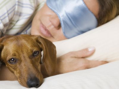 Rüyada Köpek Görmek Ne Anlama Gelir?