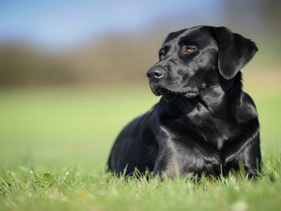 Rüyada siyah köpek görmek ne anlama gelir? Rüyada siyah köpek ısırması görmek neye işarettir? 2024 rüyada siyah köpek saldırması Diyanet