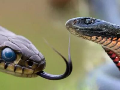 Rüyada yılan görmek, yılandan kaçmak, yılan tutmak ne anlama gelir? Nelere dikkat etmek gerekir? Psikolojik yorumu nedir?