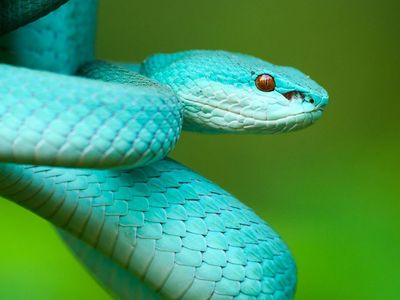 Rüyada Yılan Sokması Ne Anlama Gelir?