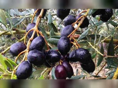 Rüyada zeytin ağacı görmenin anlamı nedir, neye yorumlanır? Zeytin ağacı rüyasının tabiri, anlamı