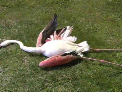 Sahilde Telef Olmuş 9 Flamingo Bulundu