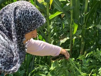 Sakarya'da akılalmaz olay! Tarlaya patates ekti, kontrol için gittiğinde gördüğü manzarayla neye uğradığını şaşırdı!