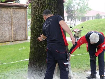 Sakarya'da Meydana Gelen Ağaç Yangını Yayılmadan Söndürüldü