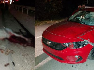 Sakarya'da Bir Otomobil Aniden Karşısına Çıkan Ata Çarptı
