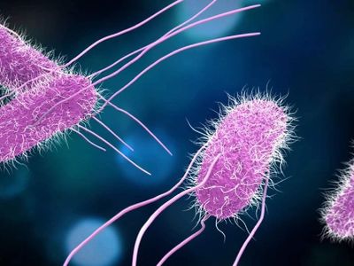 Salmonella, nasıl bulaşır, tedavisi nasıl yapılır? Salmonella ilgili bilmeniz gerekenler