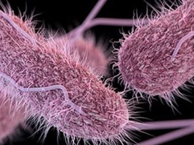 Salmonella salgını nedir, başladı mı? İngiltere'de 63 vaka tespit edildi