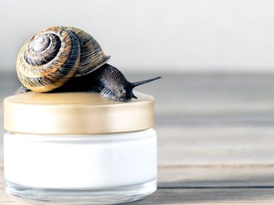 Salyangoz Kreminin Faydaları Nelerdir, Salyangoz Kremi Cilt Bakımında Nasıl Kullanılır?