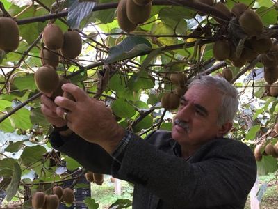İngiltere ve Rusya'nın Gözü Bu Ormanda! Samsun'da Üretiliyor Dünyaya Satılıyor