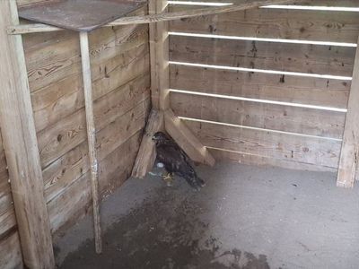 Samsun'da Yaralı Bozkır Şahini Tedavi Ediliyor