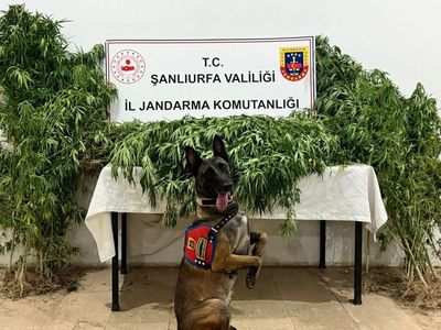 Şanlıurfa'da Uyuşturucu Operasyonu: 12 Gözaltı
