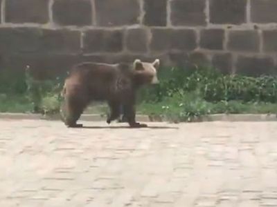 Sarıkamış’ta Yavru Ayı Gündüz Vakti İlçeye İndi