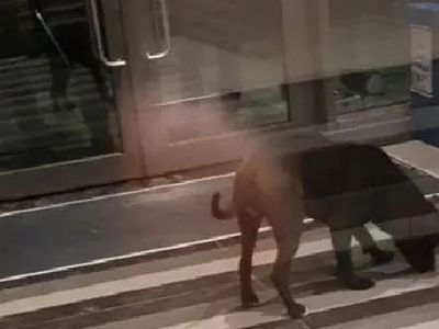 Savcılık 4 kişinin yaralanmasına sebep olan pitbull cinsi köpeği silah saydı!