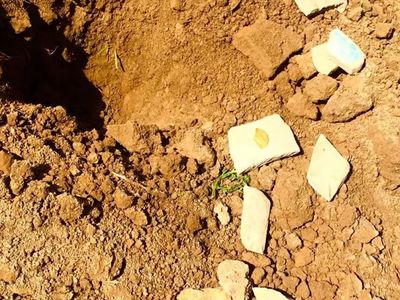 Selçuklular dönemine ait! Ender görülen altın sikke Özbekistan'da bulundu
