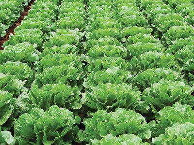 Serada 20 Kuruştan Satılan Marul Markette 6 TL