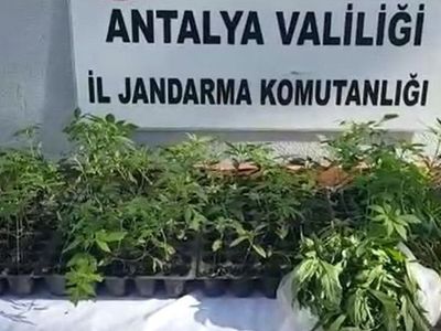 Serasında Kenevir Yakalanan Kadın: Hastalığa İyi Geliyor