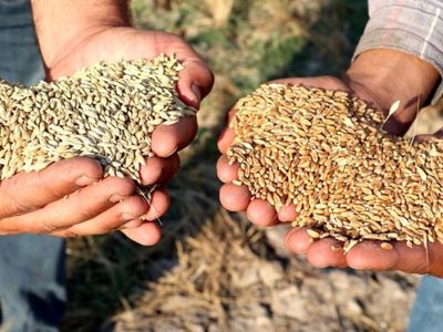 Sertifikalı tohum desteği ödemesi nedir, nasıl başvurulur? 2022 Sertifikalı tohum desteği ne kadar, ne zaman ödenecek?
