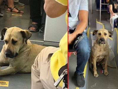 Sevimli Köpek Boji İstanbul'u Turluyor: Günde 29 Durak