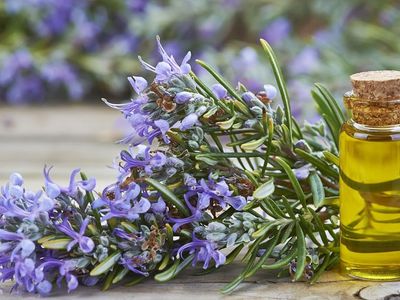 Şifa Deposu Mor Altın Lavantanın Faydaları