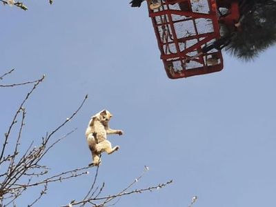 Siirt’te Ağaçta Mahsur Kalan Kedi İtfaiye Ekipleri Tarafından Kurtarıldı