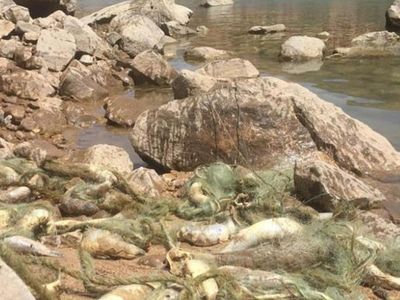 Siirt’te Suya Kaçak Ağ Atılınca, Birçok Balık Telef Oldu