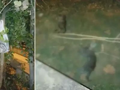 Silivri'de 22 kedi ölü bulundu