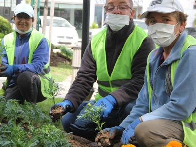 Sinop Yaz Sezonunu Açtı! 40 Bin Çiçek Ekiliyor