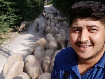 Sinop'ta Ay Yıldızlı Koyun Sürüsü Görenlerin İlgi Odağı Oluyor