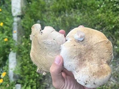 Şırnak’ta sadece14 gün yetişen mantarın kilosu 120 TL