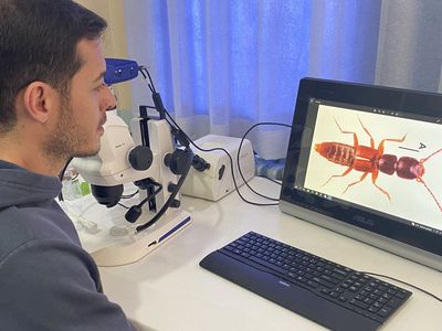 Sivas da bulundu: Bilim insanları uyardı, bu böcek türü…
