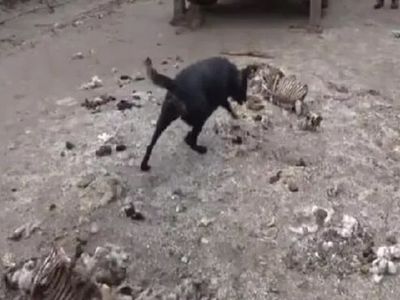 7 yıldır kayıp olan Emrah Dinçer korkunç cinayete kurban gitti: Akrabaları öldürüp ahır bahçesine gömmüş