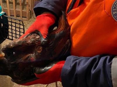 Sivas’ta Horoz Dövüşü 56 Bin 822 TL’ye Patladı