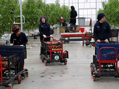 Sivas'ta Jeotermal Serada Yetiştirilen Domatesler Avrupa'ya Satılıyor!