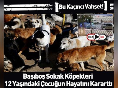 Sivas'ta köpek dehşeti: Panikle yola atlayan çocuğa araba çarptı! Metrelerce havaya fırladı