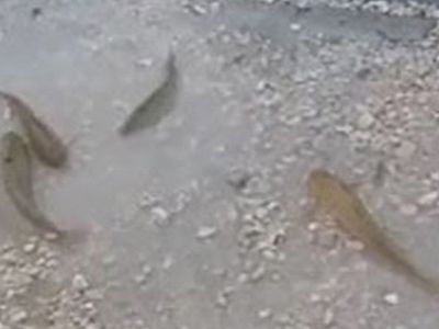 Sivas’ta Sağanak Yağmur: Balıklar Yola Savruldu