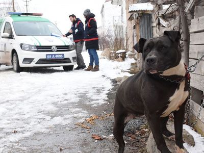 Sivas'ta Yasaklı Köpeği Gezdiren Gence 14 bin 982 TL Para Cezası Uygulandı