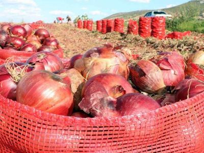 Soğan fiyatları 6-7 lira bandına geriledi: Ürünler tarlada kaldı