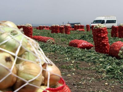 Soğan hasadının sonuna gelindi: Fiyatlar 4 liraya kadar düştü
